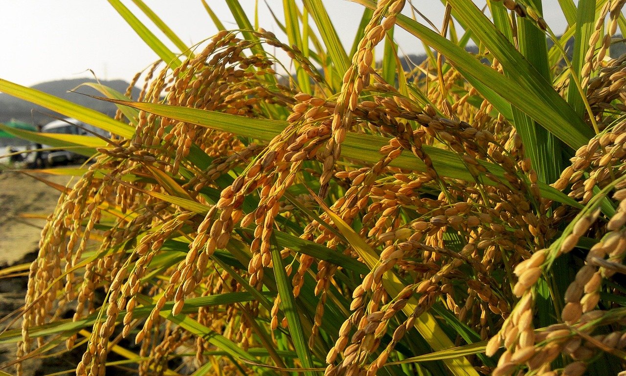米粉の違いを深掘り！種類と用途の秘密を徹底検証！